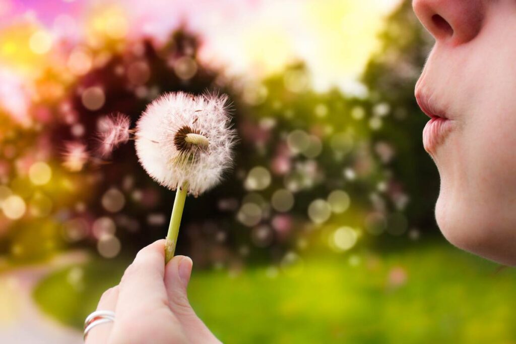 Blowing a Dandelion