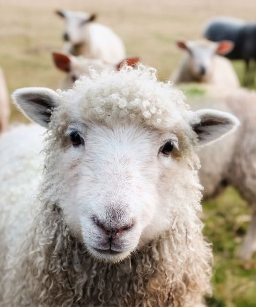 sheep